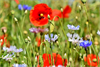 Blumenwiese mit roten, blauen und weißen Blumen