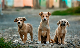 drei kleine braune Hunde